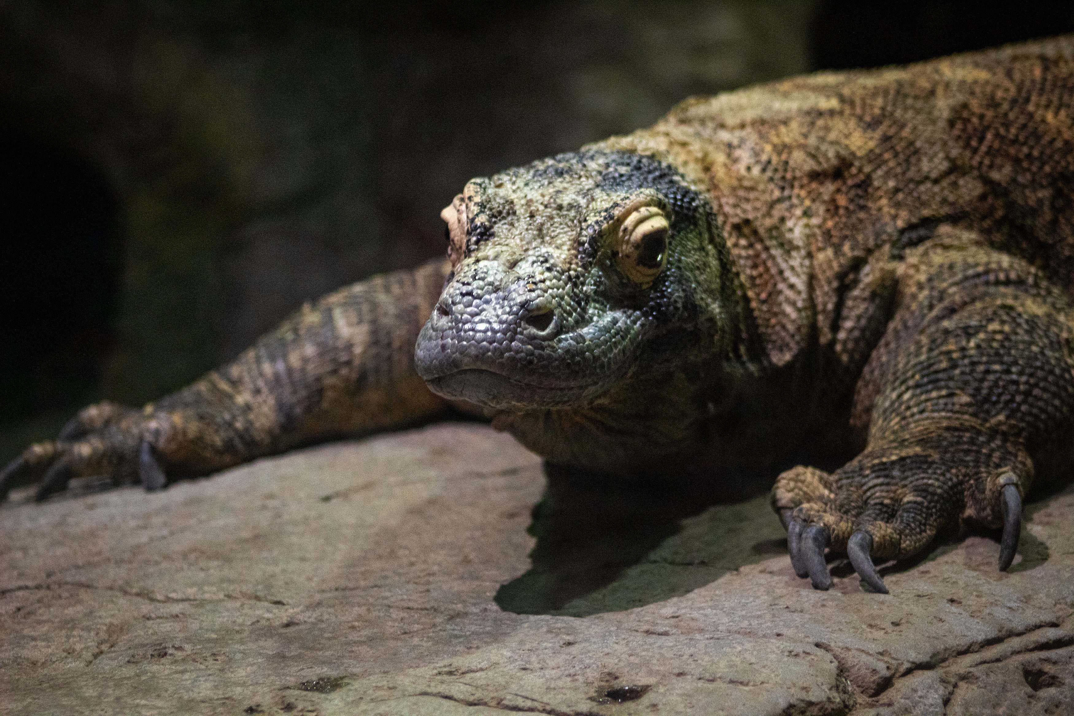 Memphis Brown Comodo Dragon Prentiss Place Image Free Photo